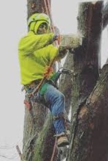 Image for McCarthys Tree Lopping Townsville with ID of: 3269663