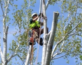 Image for McCarthys Tree Lopping Townsville with ID of: 3269698