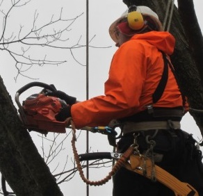 Image for McCarthys Tree Lopping Townsville with ID of: 3269699