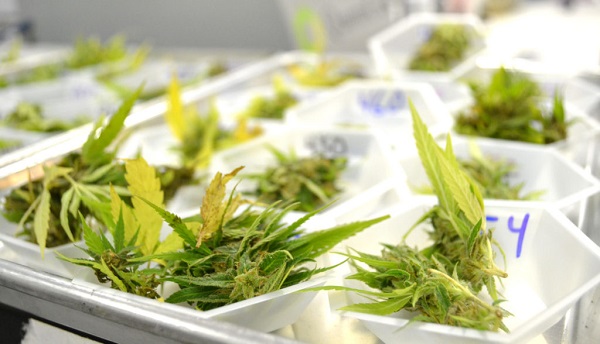 Image for Cannabis Testing Market Positive long-term growth outlook 2018-2026 with ID of: 3272002