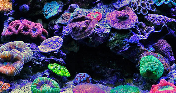Image for Reef Aquariums Market Analysis on the Basis of Growth, and Trends 2026 with ID of: 3272654