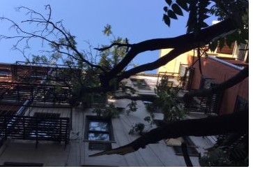 Image for Bronx Tree Experts LTD with ID of: 3273750