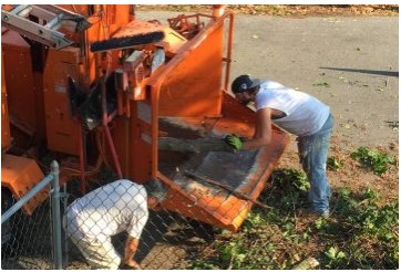 Image for Bronx Tree Experts LTD with ID of: 3273751