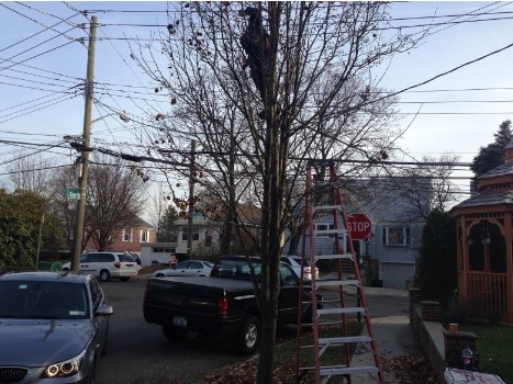 Image for Bronx Tree Experts LTD with ID of: 3273752