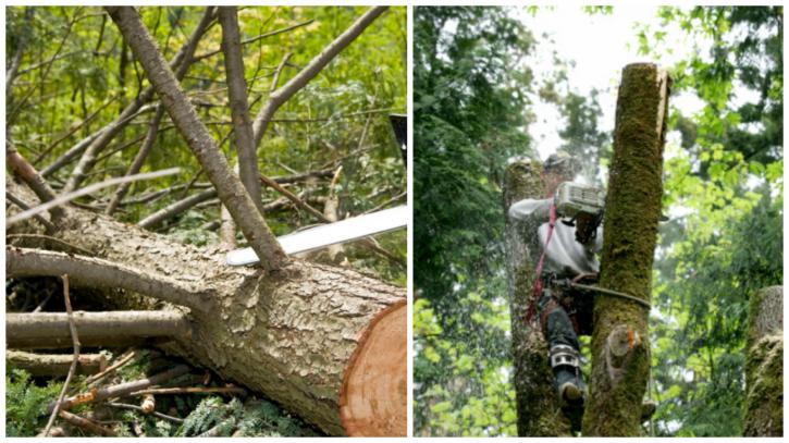 Image for Pro Tree Services LLC with ID of: 3274444