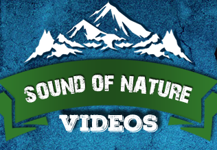 Image for Nature Sound Videos with ID of: 3281488