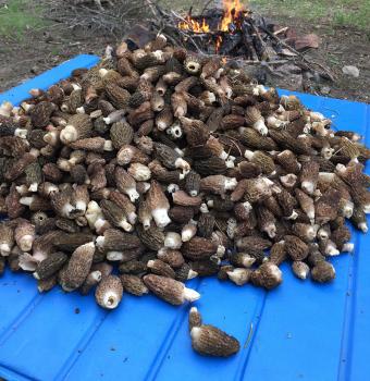 Image for Modern Forager with ID of: 3288674