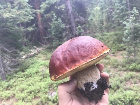 Image for Modern Forager with ID of: 3288676