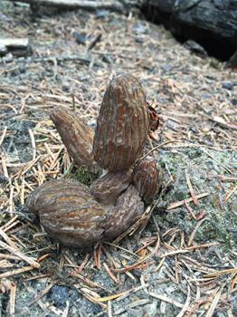 Image for Modern Forager with ID of: 3288677