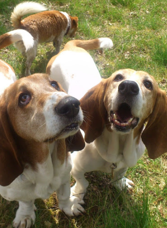 Image for Precious Dogs with ID of: 3292410