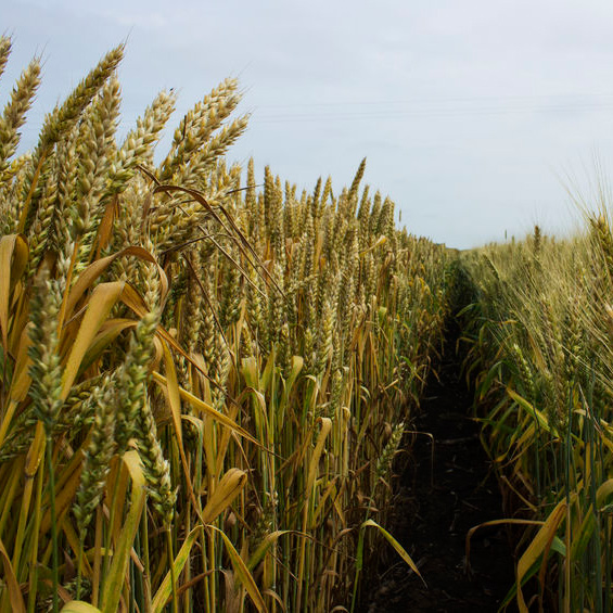 Image for Cen-Tex Seed Inc with ID of: 3294737