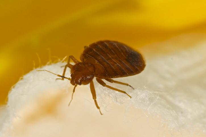 Image for Upright Termite Control with ID of: 3295067