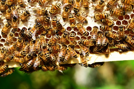 Image for Pest Control Bayonne Pros with ID of: 3301338