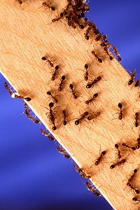 Image for Pest Control Bayonne Pros with ID of: 3301339