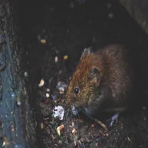 Image for Pest Control Bayonne Pros with ID of: 3301340
