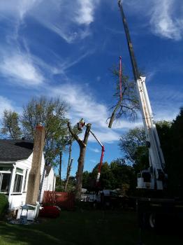 Image for Brongo's Tree Service, LLC with ID of: 3304877