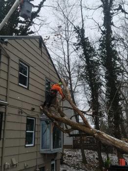 Image for Brongo's Tree Service, LLC with ID of: 3304878