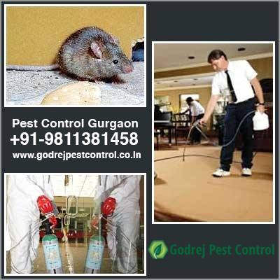 Image for Pest Control Gurgaon for Home Pest Removal with ID of: 3306201
