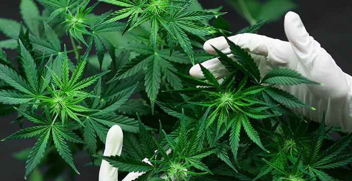 Image for Cannabis Compliance Firm with ID of: 3308136