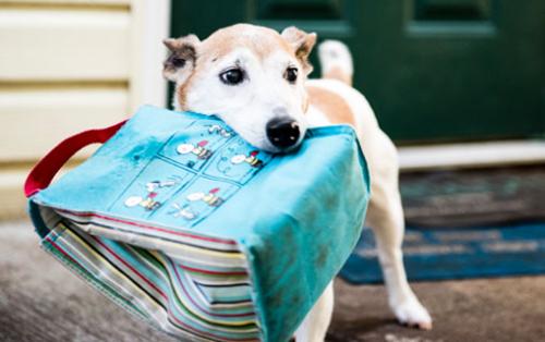 Image for Armadale Farm Kennel with ID of: 3308313