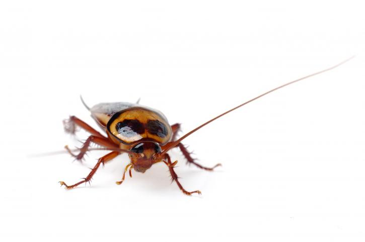 Image for H2 Environmental Pest Management with ID of: 3312926