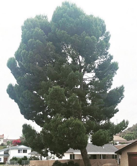 Image for Tree Removal Chandler with ID of: 3313948
