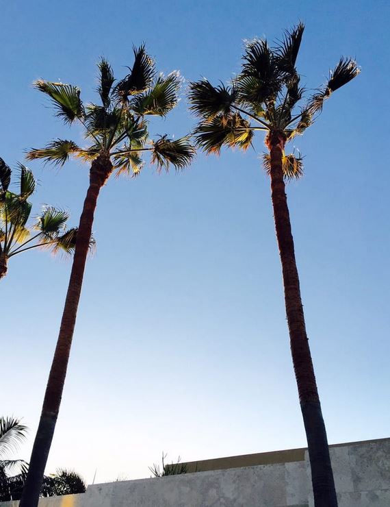 Image for Tree Removal Chandler with ID of: 3313955