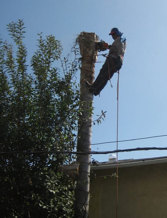Image for Tree Removal Chandler with ID of: 3313959