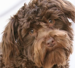 Image for Toy Poodles with ID of: 3314194