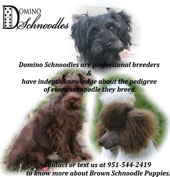 Image for Toy Poodles with ID of: 3314196