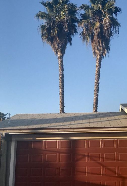 Image for Phoenix Tree Removal Company with ID of: 3316987