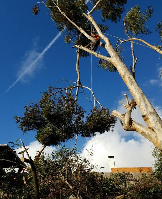 Image for Phoenix Tree Removal Company with ID of: 3316988