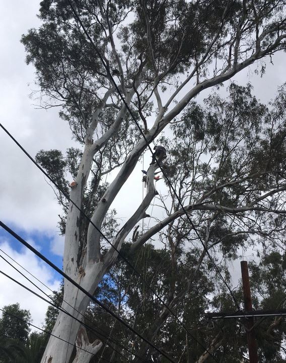 Image for Phoenix Tree Removal Company with ID of: 3316989