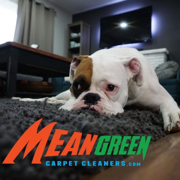 Image for Mean Green Carpet Cleaners with ID of: 3317028