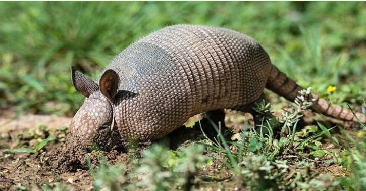 Image for Sterling Wildlife with ID of: 3317169