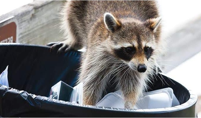 Image for Sterling Wildlife with ID of: 3317171