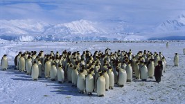 Image for Cruise Packages to Antarctica with ID of: 3317784