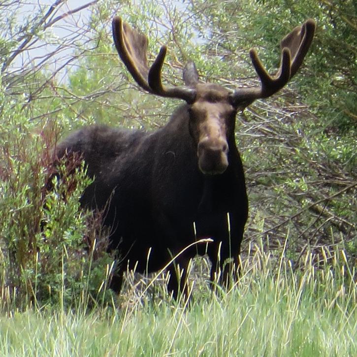 Image for Teton Troutfitters Inc with ID of: 3319032