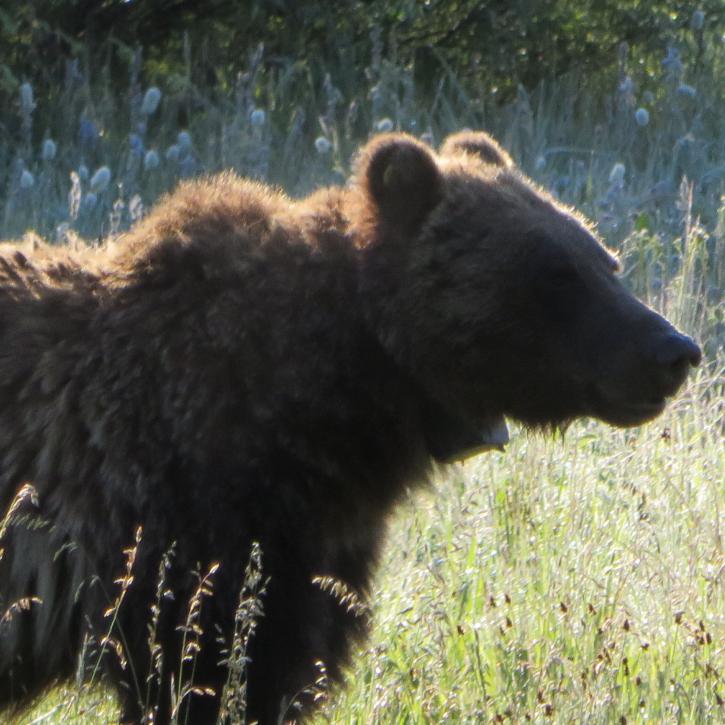 Image for Teton Troutfitters Inc with ID of: 3319036
