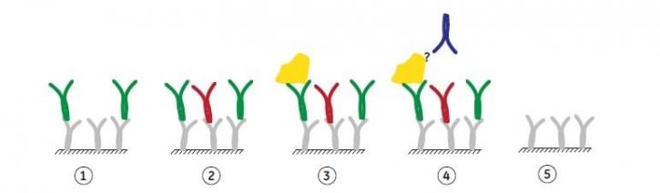 Image for bimagrumab with ID of: 3327684