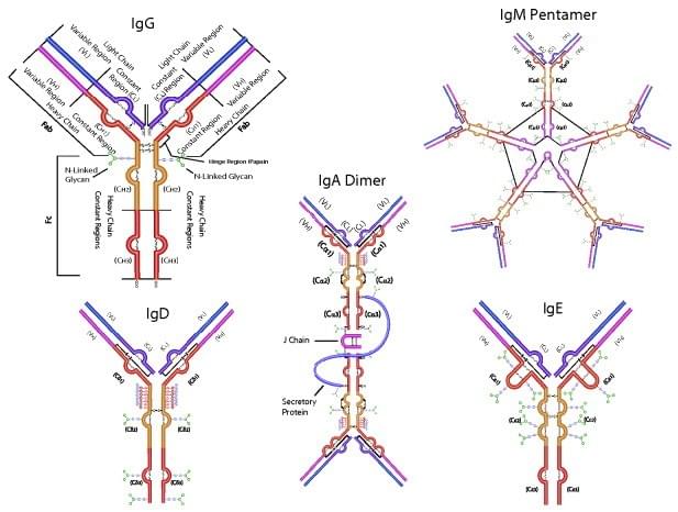 Image for raxibacumab with ID of: 3327705
