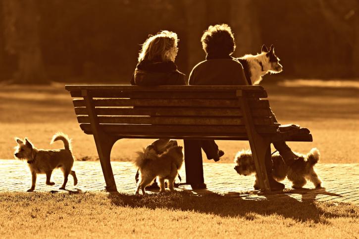 Image for Animal Stem Cell Therapy with ID of: 3332060
