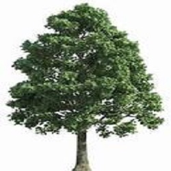 Image for Linbergh's Tree Service Greensboro with ID of: 3337018