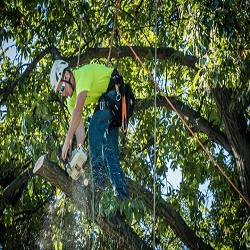 Image for Linbergh's Tree Service Greensboro with ID of: 3337030