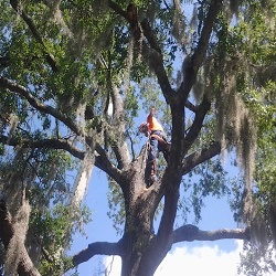 Image for Linbergh's Tree Service Greensboro with ID of: 3337031