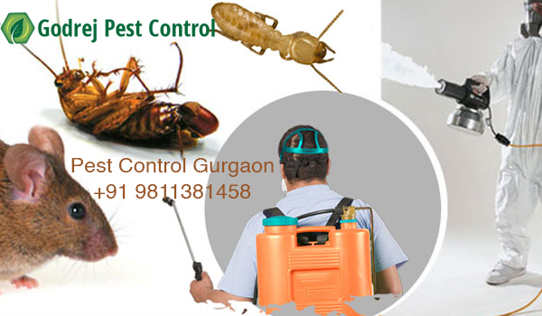 Image for Pest Control Gurgaon for Bed bugs | 9811381458 with ID of: 3337643