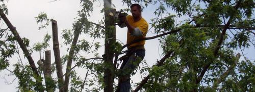 Image for MRB Tree Service with ID of: 3340223