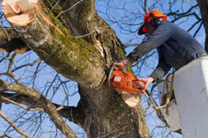Image for Robin's Tree Service Columbia MO with ID of: 3341812