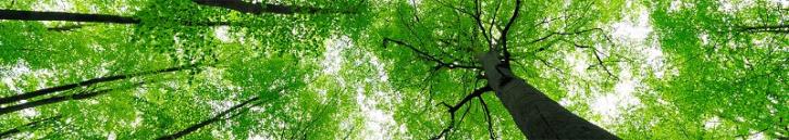 Image for Robin's Tree Service Columbia MO with ID of: 3341813