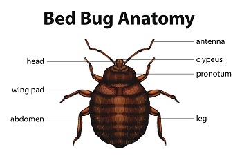 Image for Bed Bug Exterminator Hamilton with ID of: 3342324